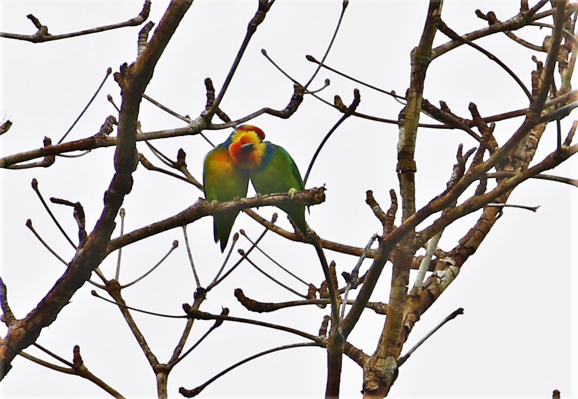 Large Fig-Parrot - ML547137081