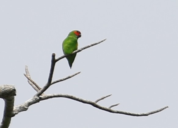 Double-eyed Fig-Parrot - Chris Conard