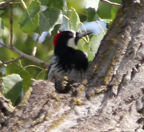 Acorn Woodpecker - Millie and Peter Thomas