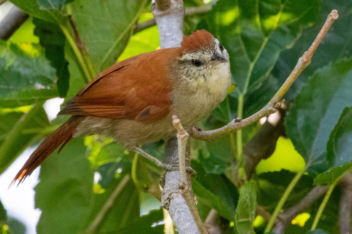 Rusty-backed Spinetail - ML547138631