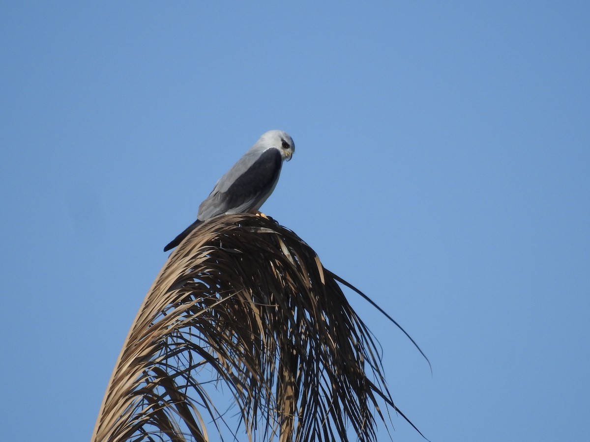 Black-winged Kite - ML547138791
