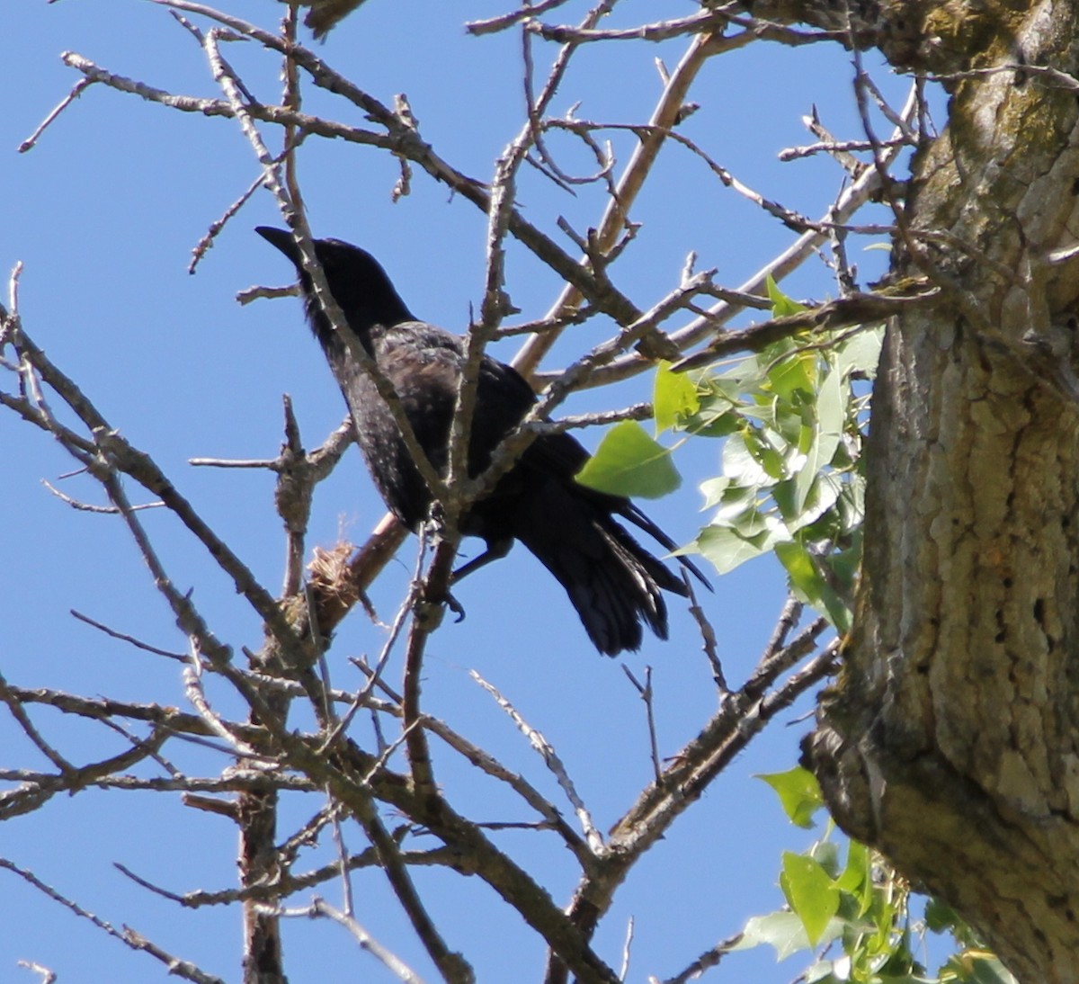 American Crow - Millie and Peter Thomas
