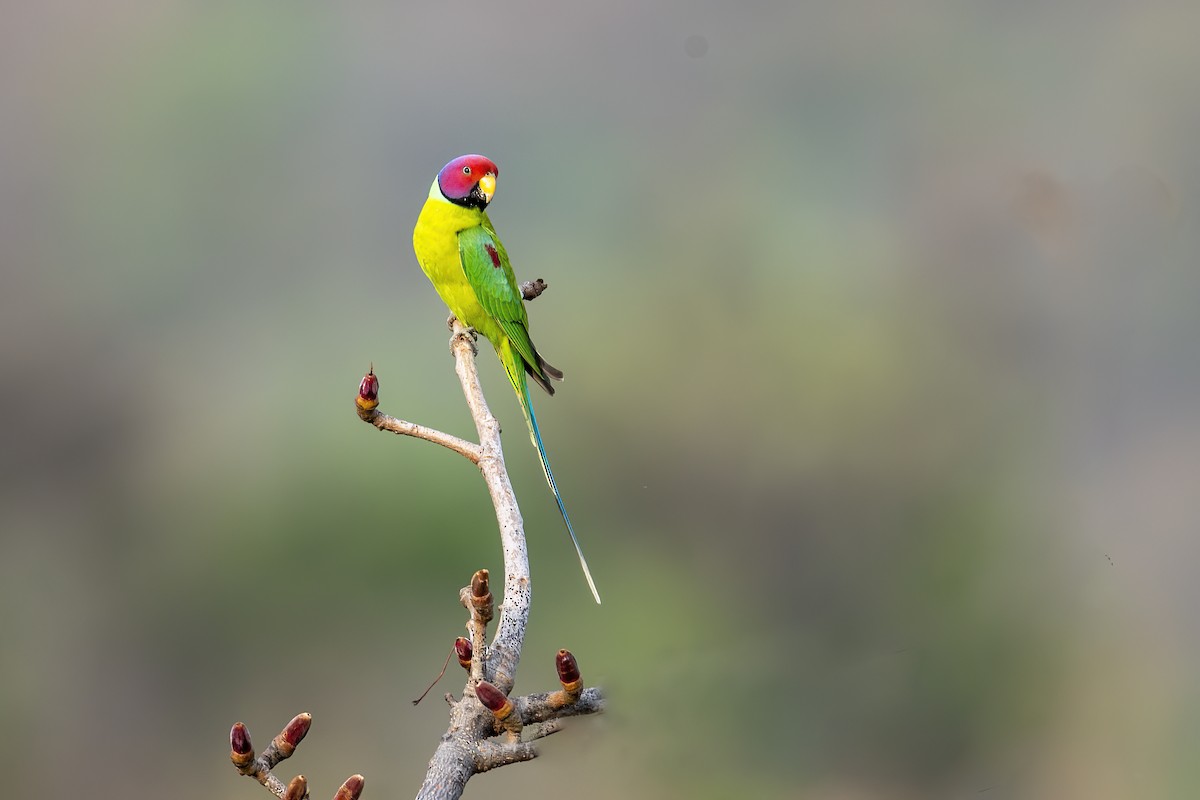 Plum-headed Parakeet - Parmil Kumar