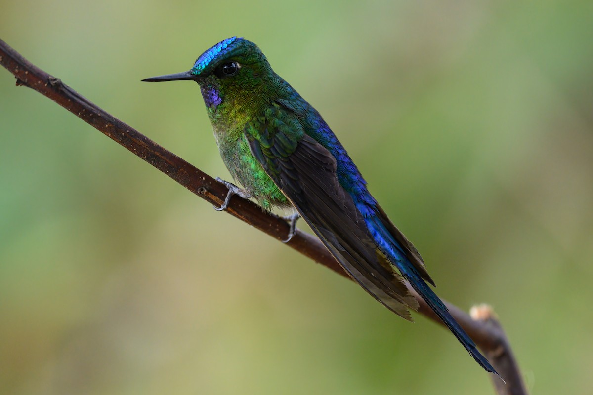 Violet-tailed Sylph - ML547141921