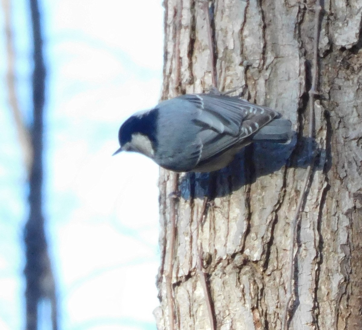 White-breasted Nuthatch - ML547142381
