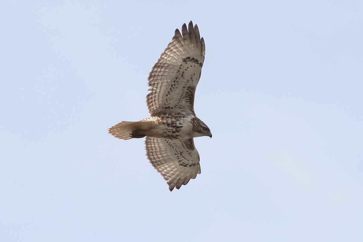 Red-tailed Hawk - ML547142881