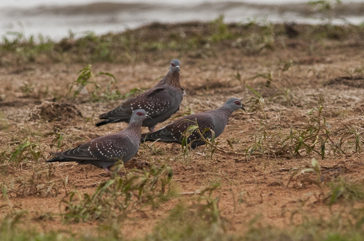 Speckled Pigeon - ML54714721