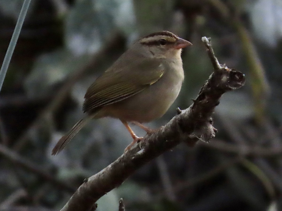 Olive Sparrow (Pacific) - ML547148471