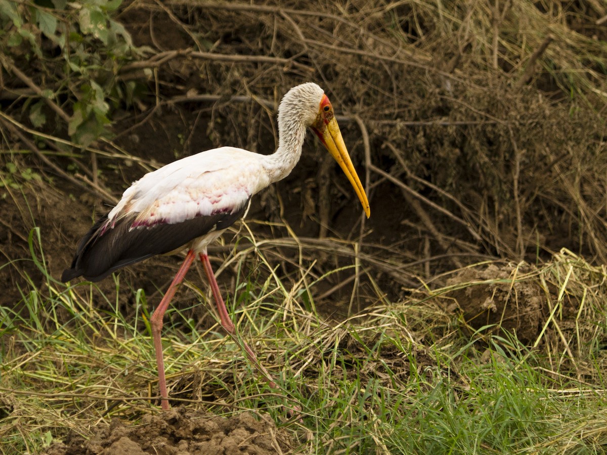 Yellow-billed Stork - Phil Stouffer