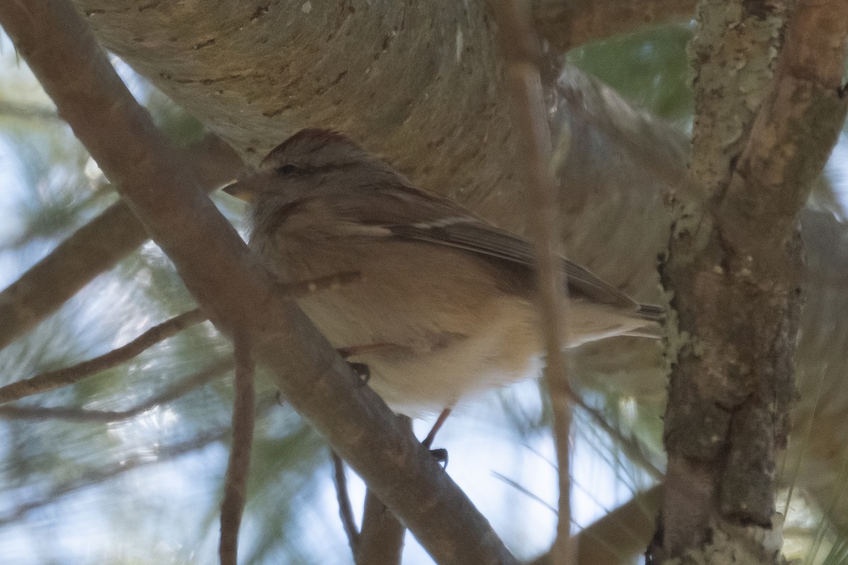 American Tree Sparrow - ML547149931