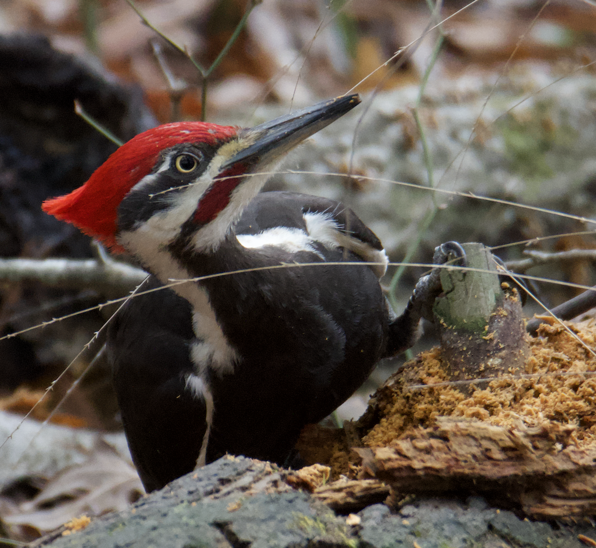 Pileated Woodpecker - ML547151141