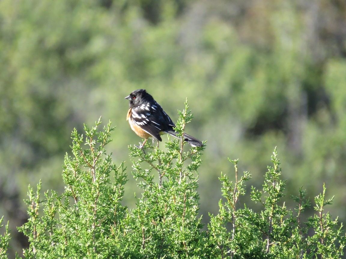 Spotted Towhee - ML54715511