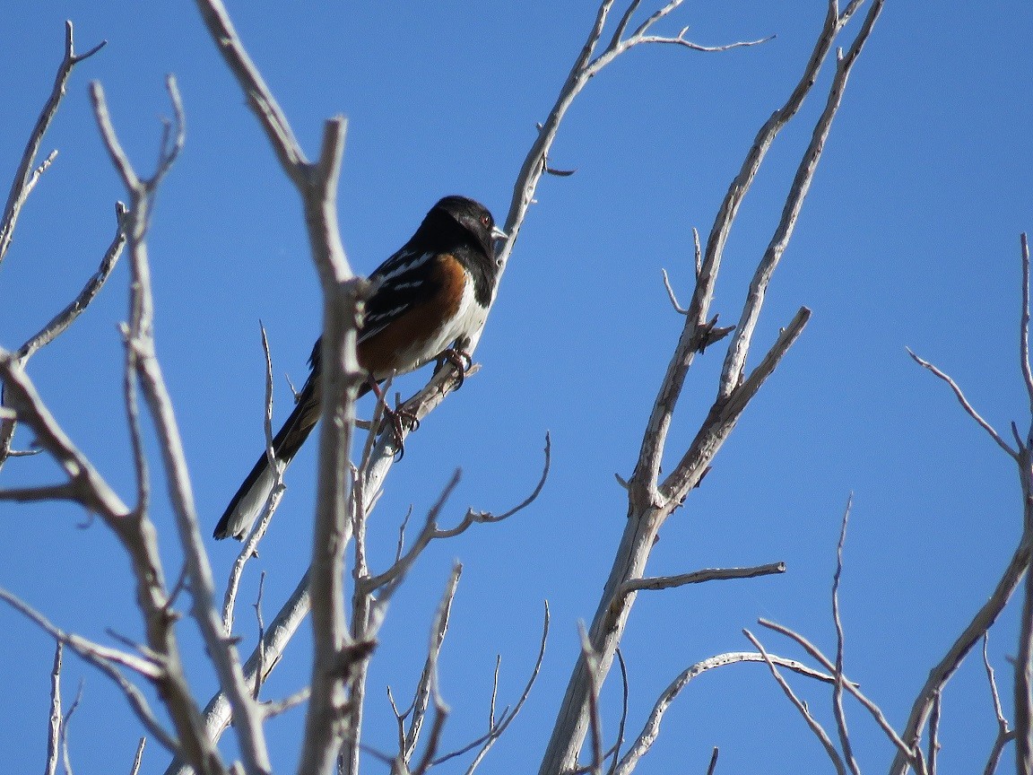 Spotted Towhee - ML54715521