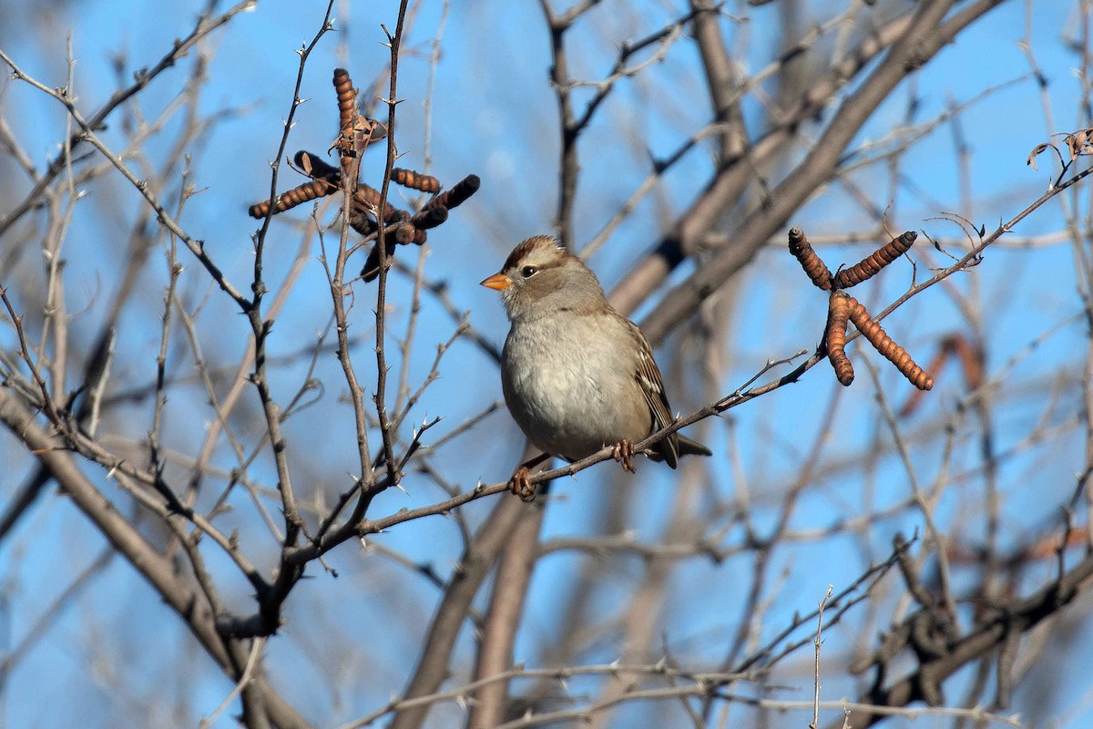 White-crowned Sparrow - ML547159321