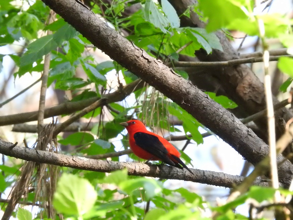 Scarlet Tanager - Shawn Taylor