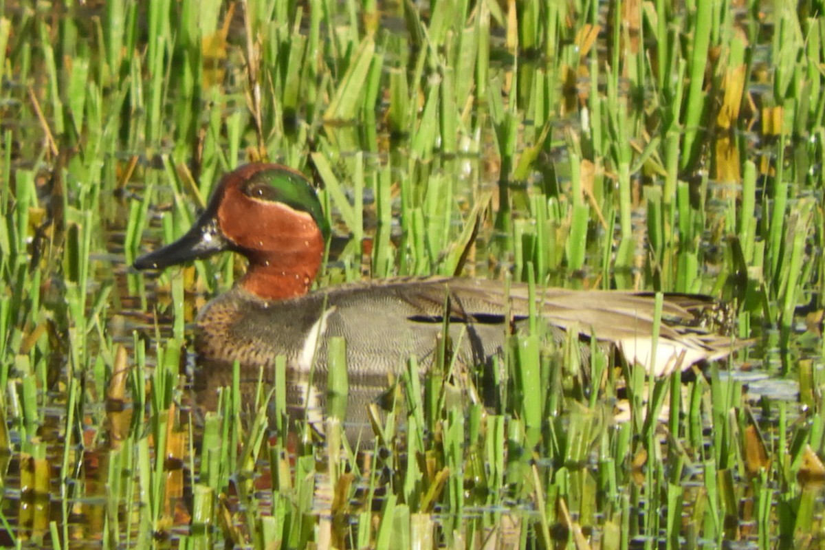 Green-winged Teal - ML54716091
