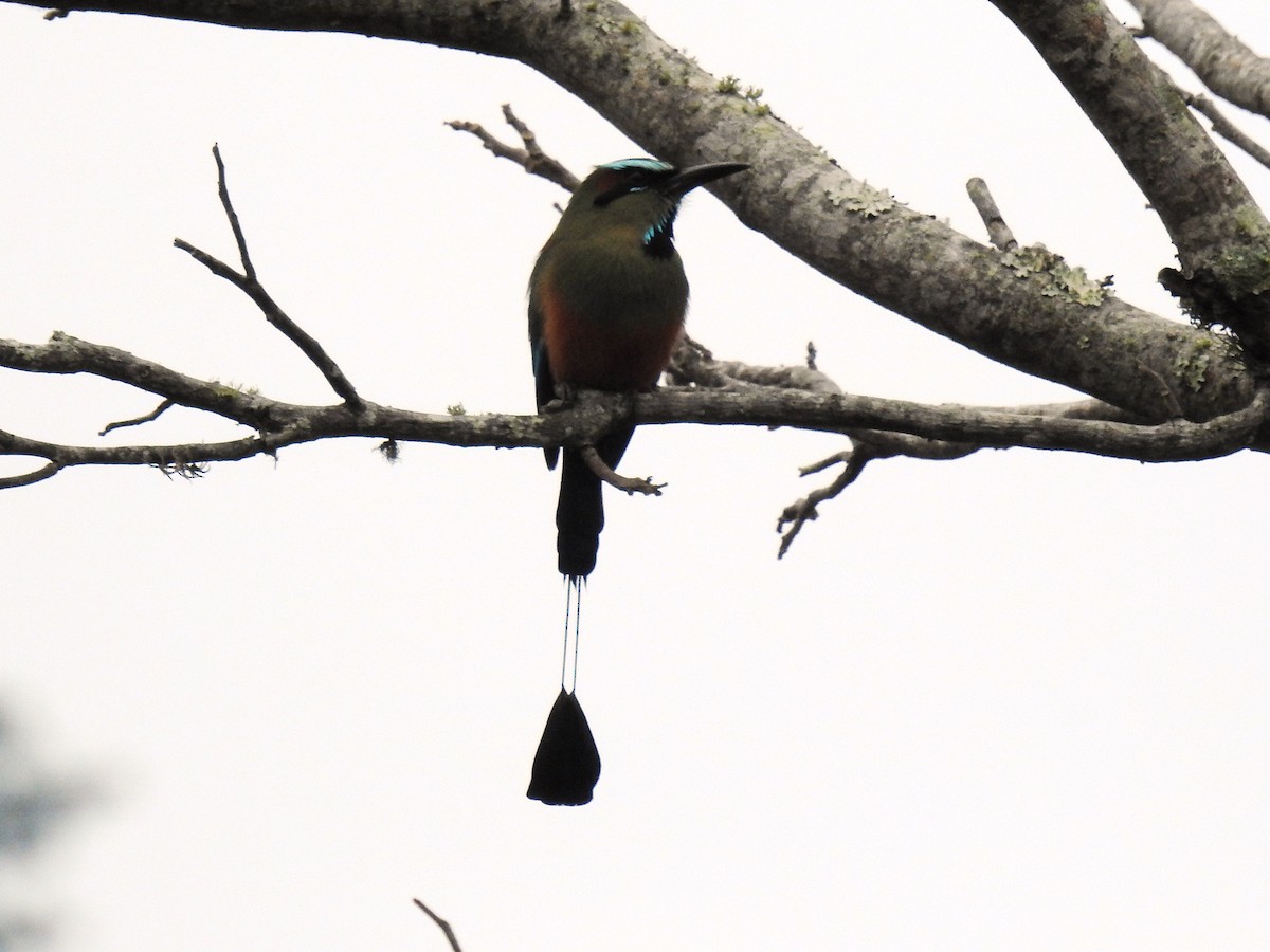 Turquoise-browed Motmot - ML547166101