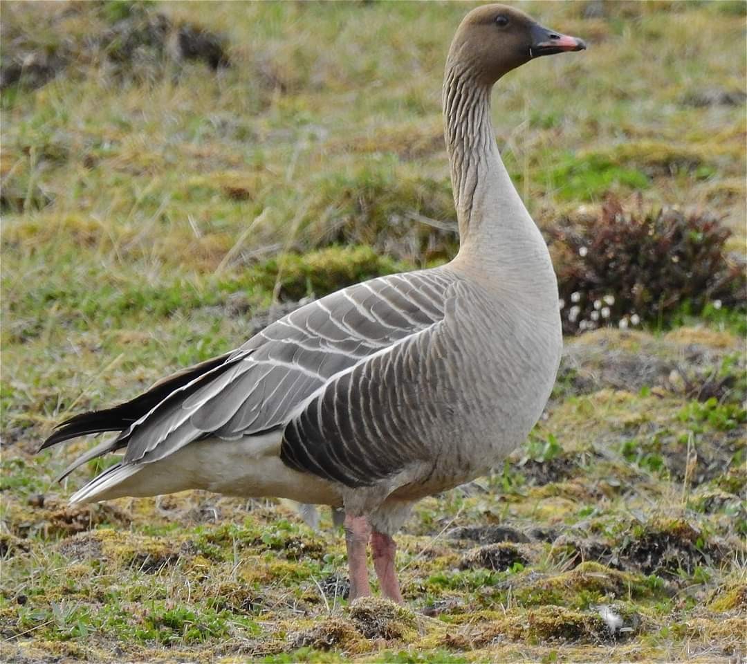 Pink-footed Goose - Stein Henning Olsen