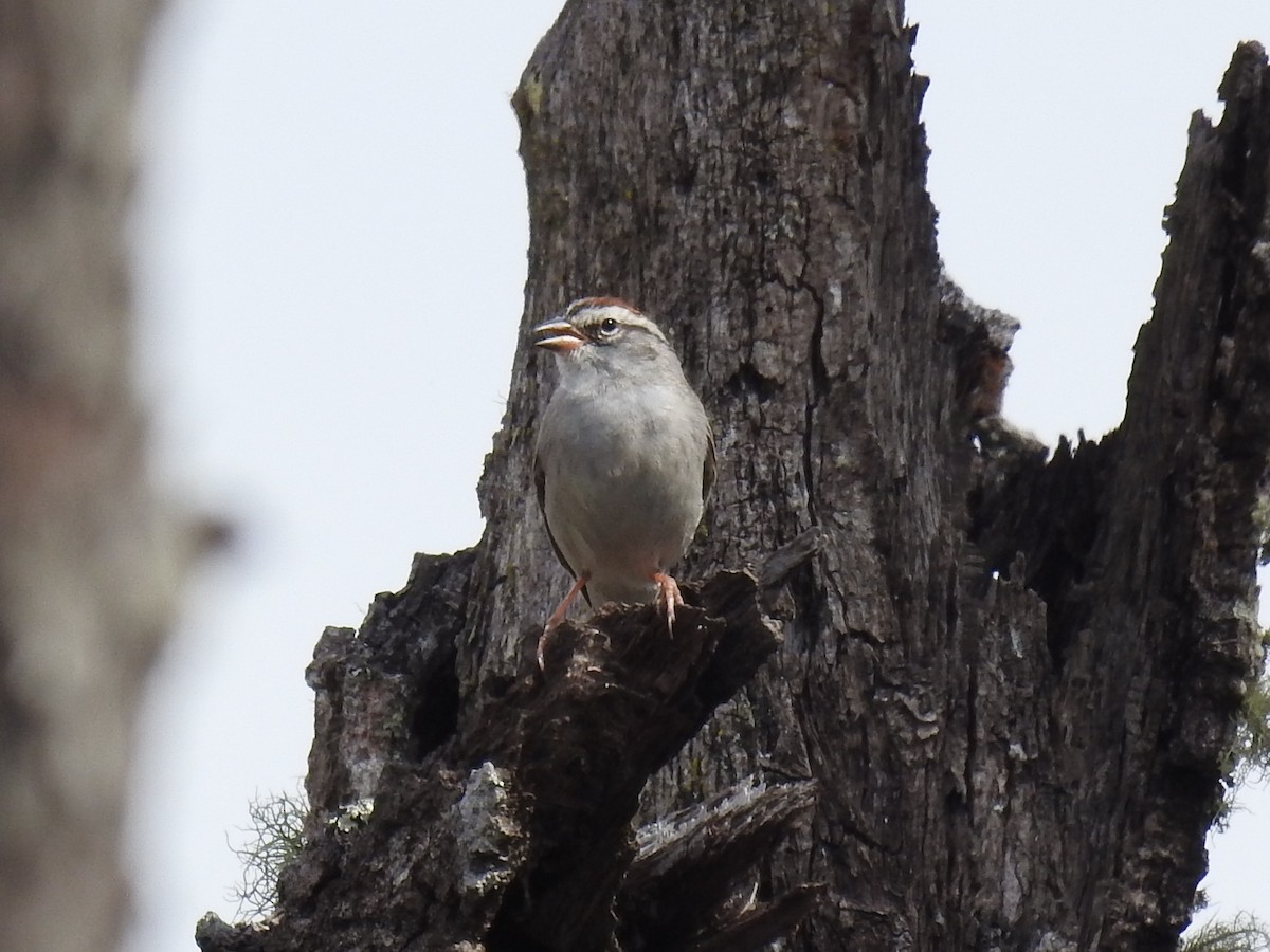 Chipping Sparrow - ML547166701