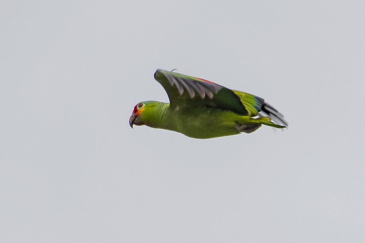 Red-lored Parrot - Don Danko