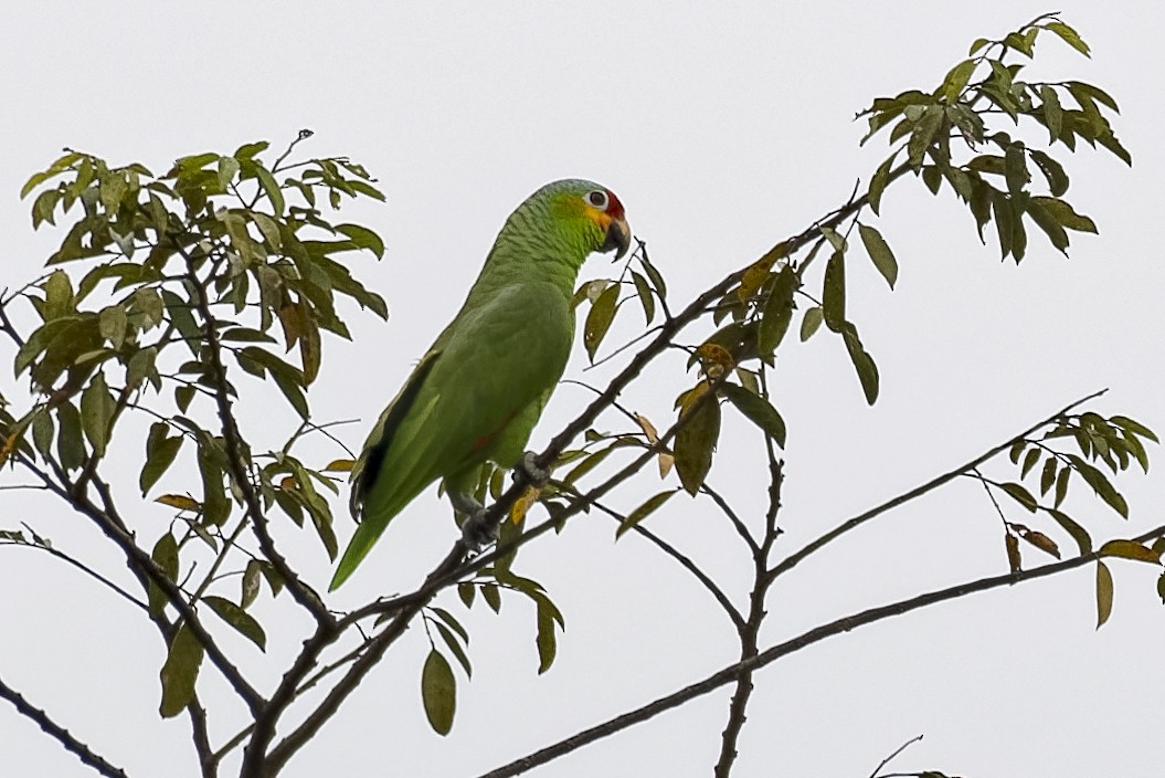Red-lored Parrot - ML547169601