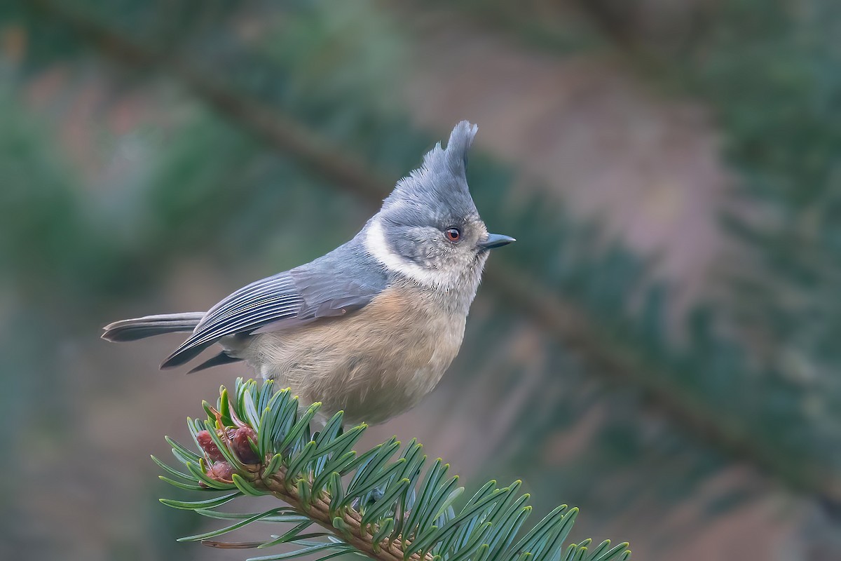 Gray-crested Tit - ML547170891