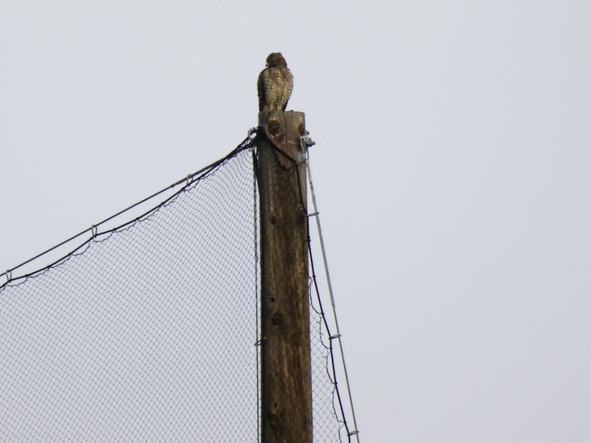 Red-tailed Hawk - ML547178431
