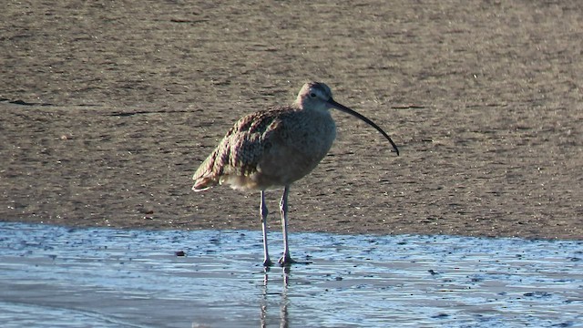 Long-billed Curlew - ML547180671