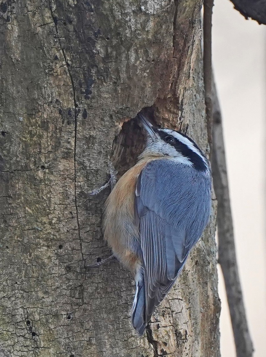 Red-breasted Nuthatch - ML547182061