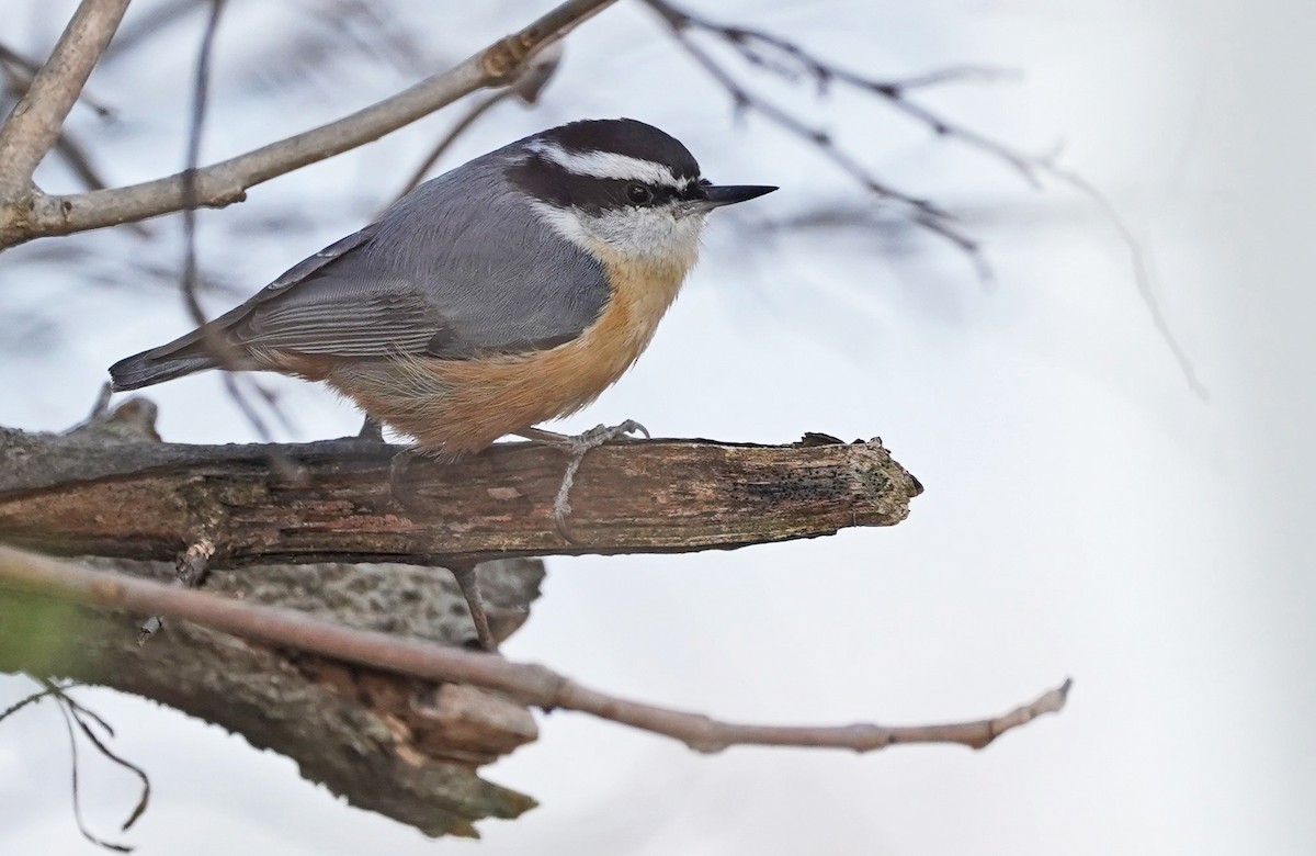 Red-breasted Nuthatch - ML547182081