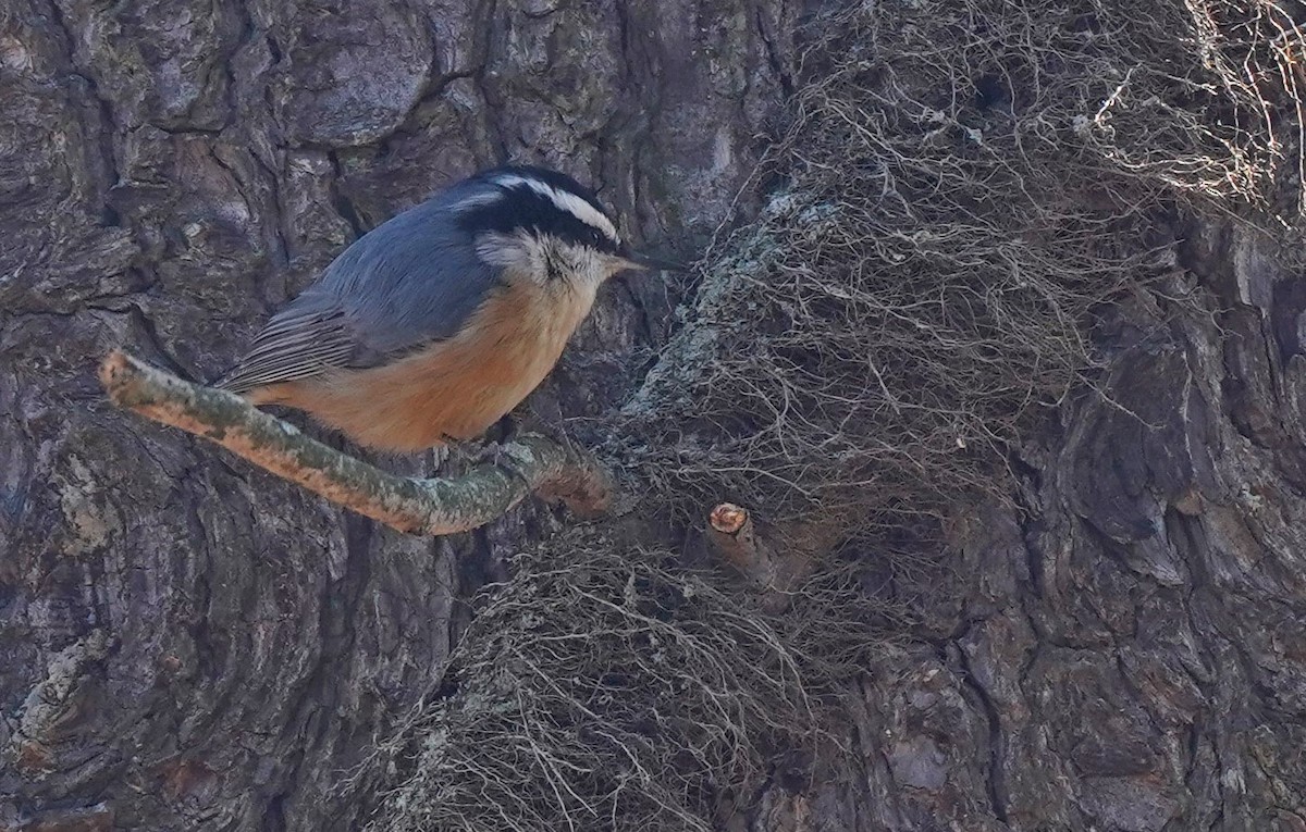Red-breasted Nuthatch - ML547182101