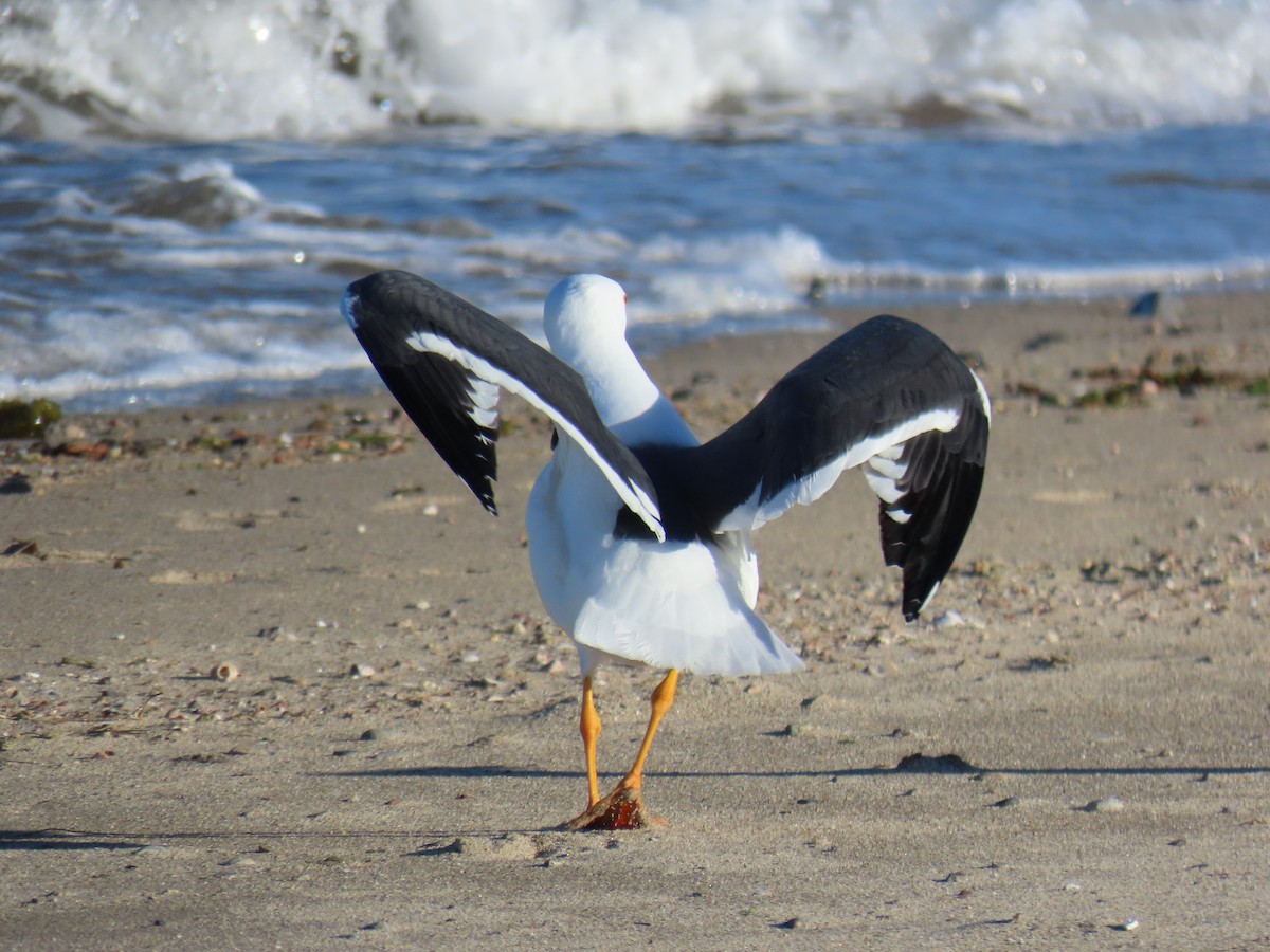 Yellow-footed Gull - ML547182131