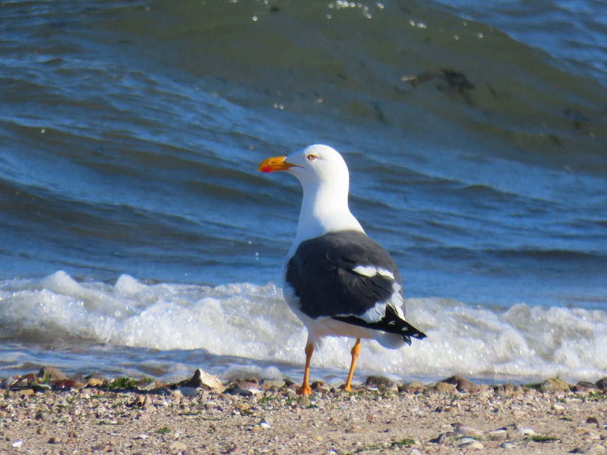 Yellow-footed Gull - ML547182241