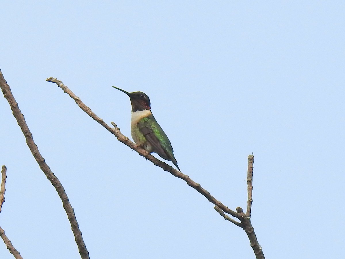 Ebird Checklist - 19 Mar 2023 - Plantation Preserve - 58 Species (+1 