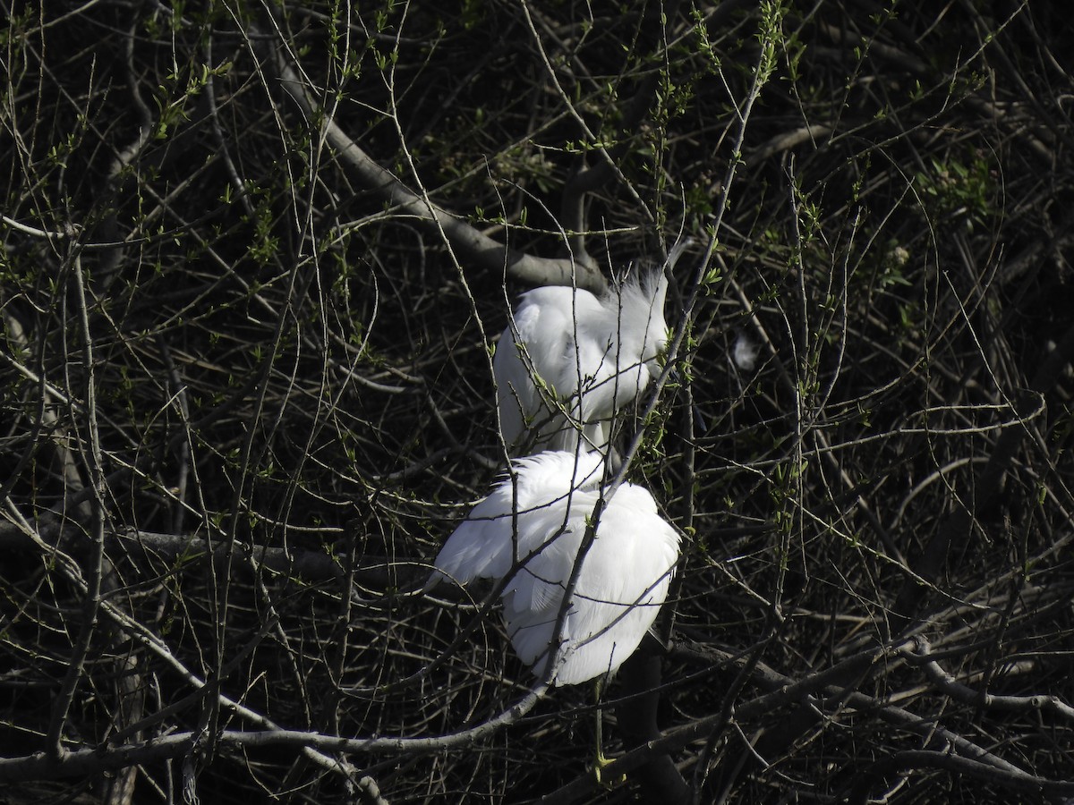 Snowy Egret - ML547183671