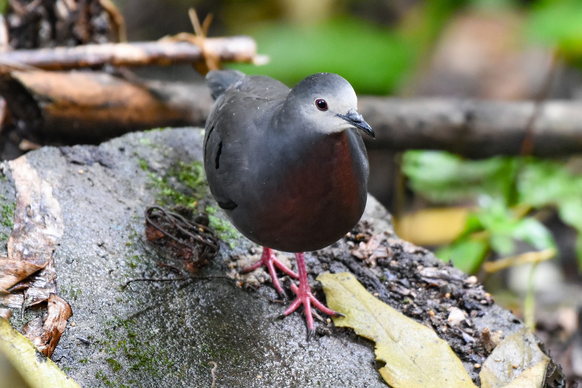 Maroon-chested Ground Dove - ML547185541