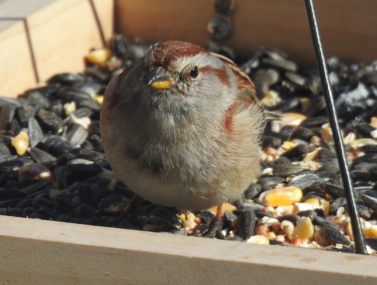American Tree Sparrow - ML547187551