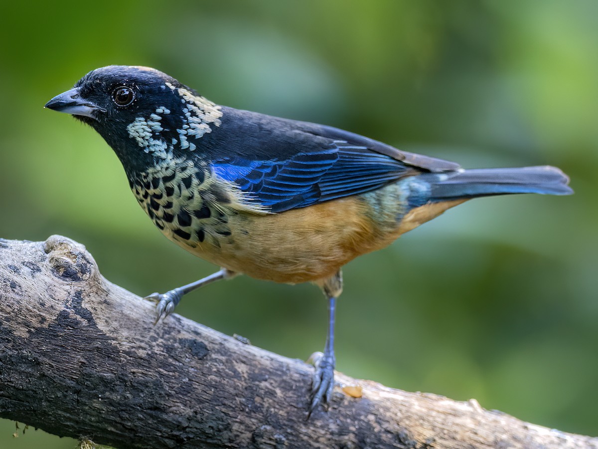 Spangle-cheeked Tanager - Andres Vasquez Noboa