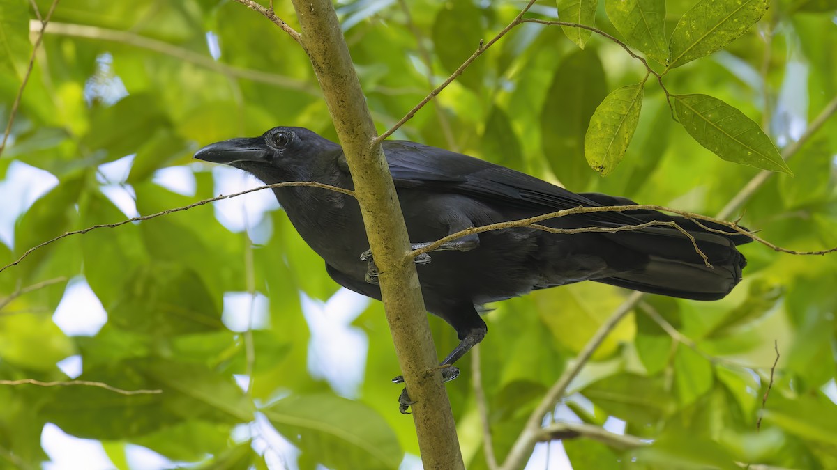 Slender-billed Crow - ML547193541