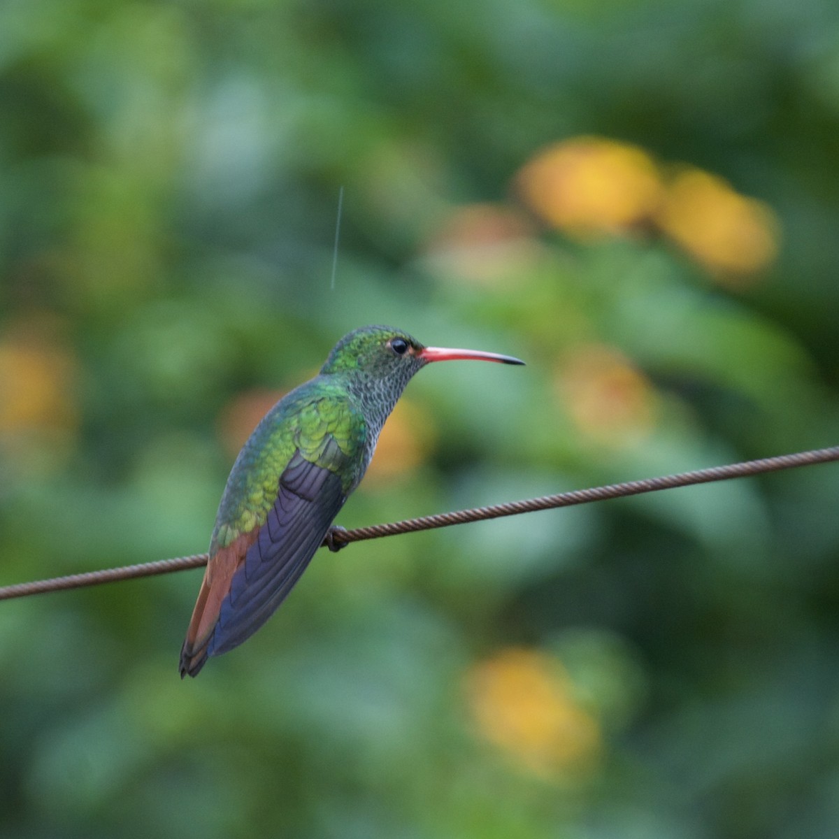 Rufous-tailed Hummingbird - ML547193841