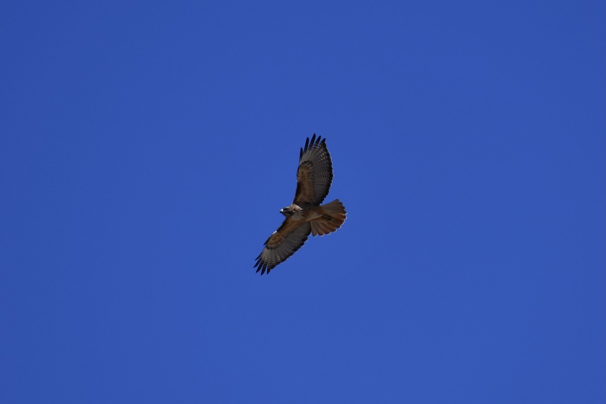 Red-tailed Hawk - ML547193941