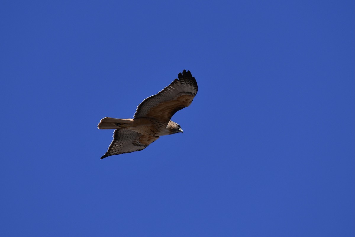 Red-tailed Hawk - ML547193951