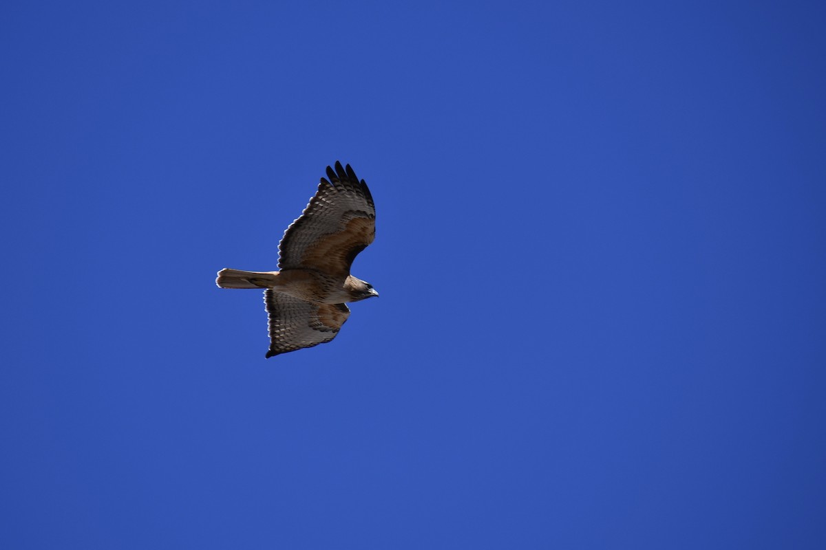 Red-tailed Hawk - ML547193961