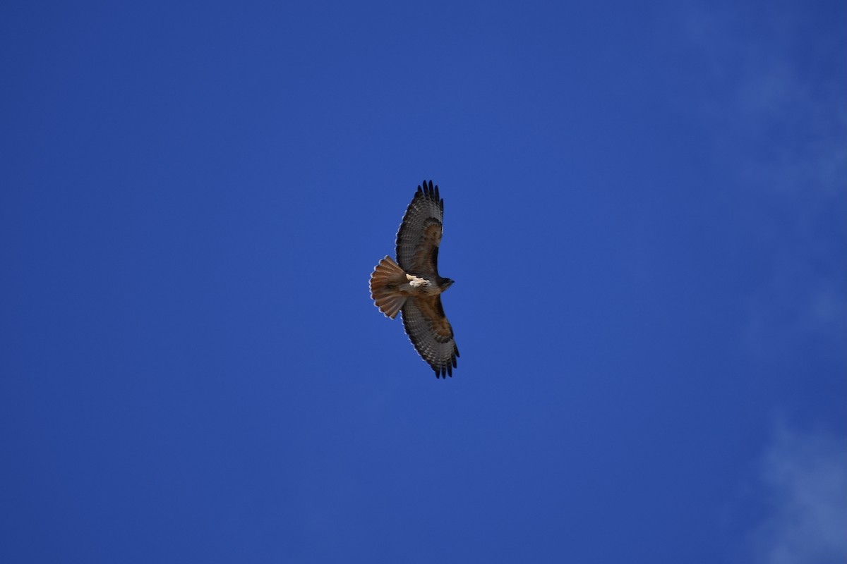 Red-tailed Hawk - ML547193971