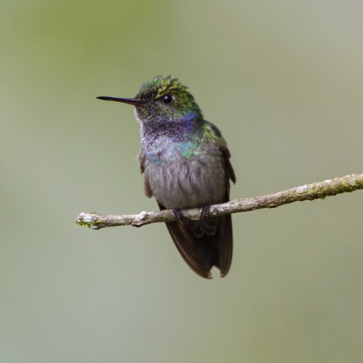 Blue-chested Hummingbird - Peter Hawrylyshyn
