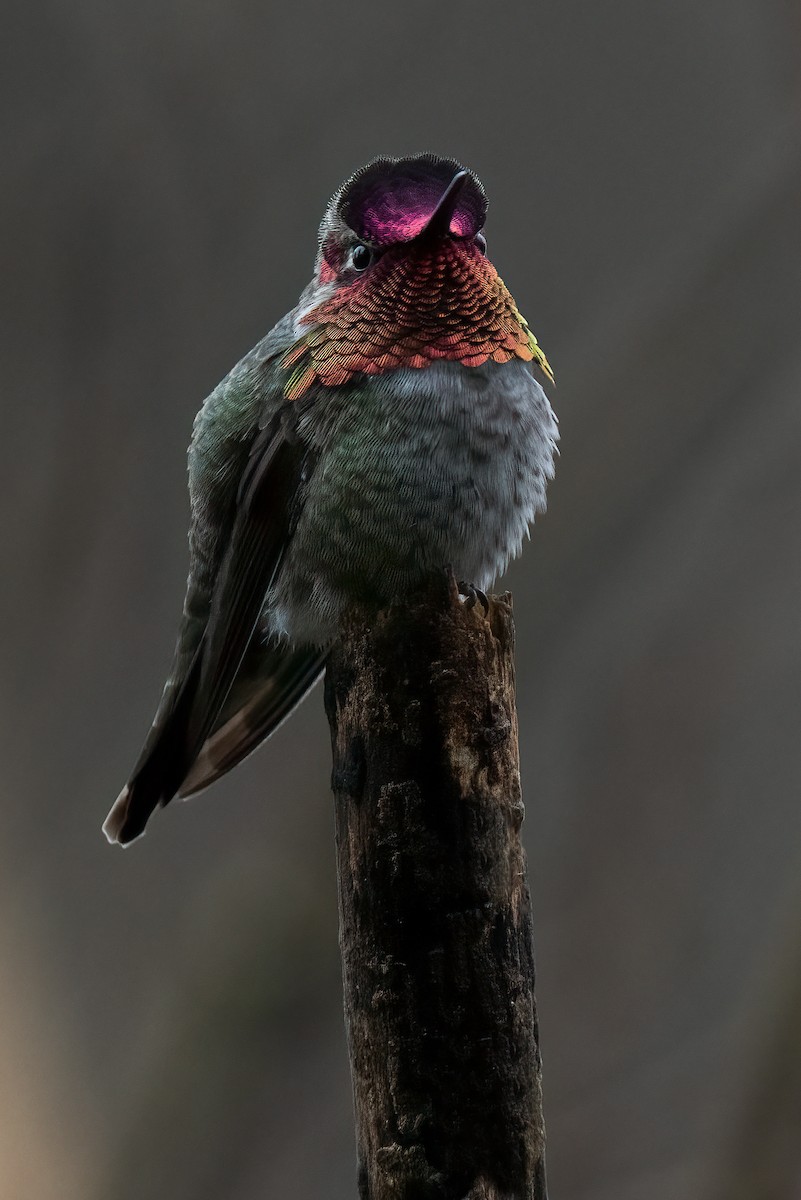 Anna's Hummingbird - ML547196561