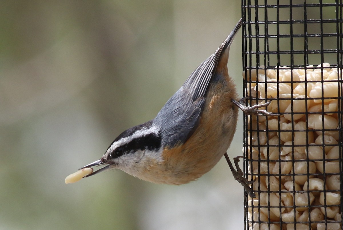 Red-breasted Nuthatch - ML54719871