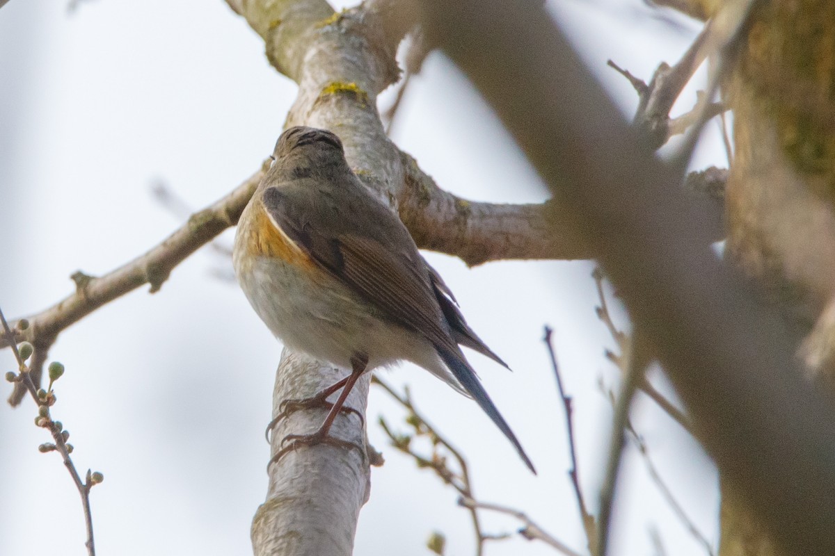 Red-flanked Bluetail - ML547199581