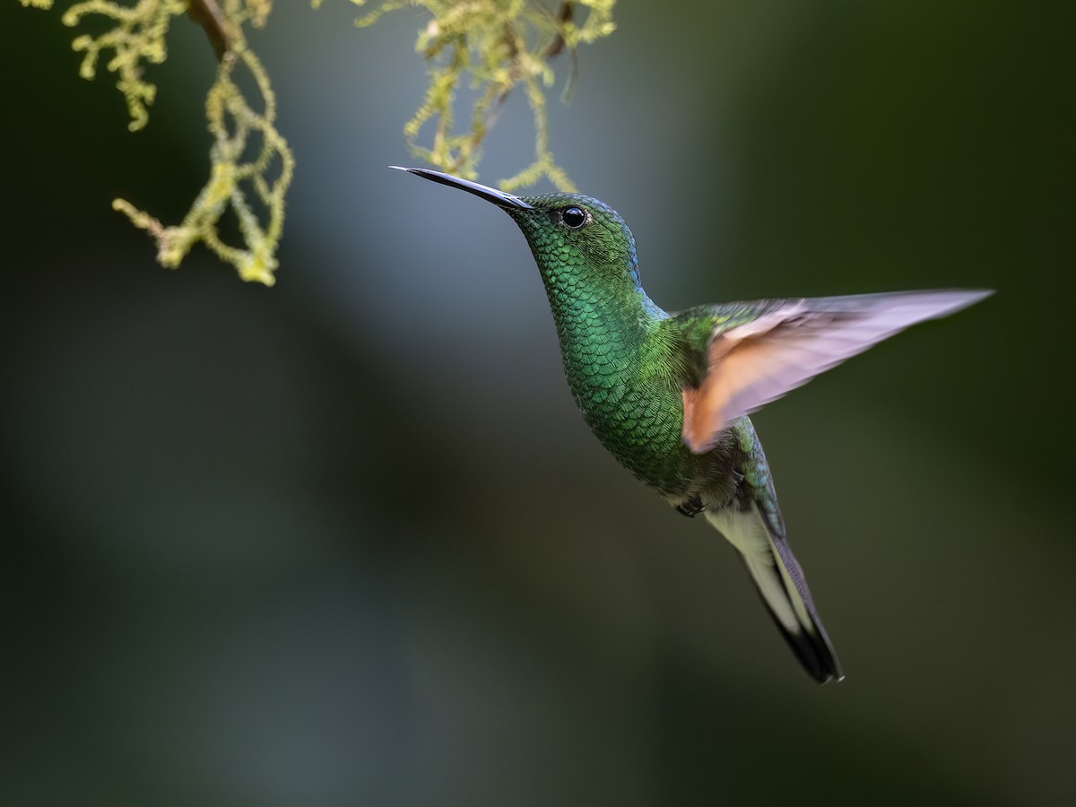 Stripe-tailed Hummingbird - Andres Vasquez Noboa