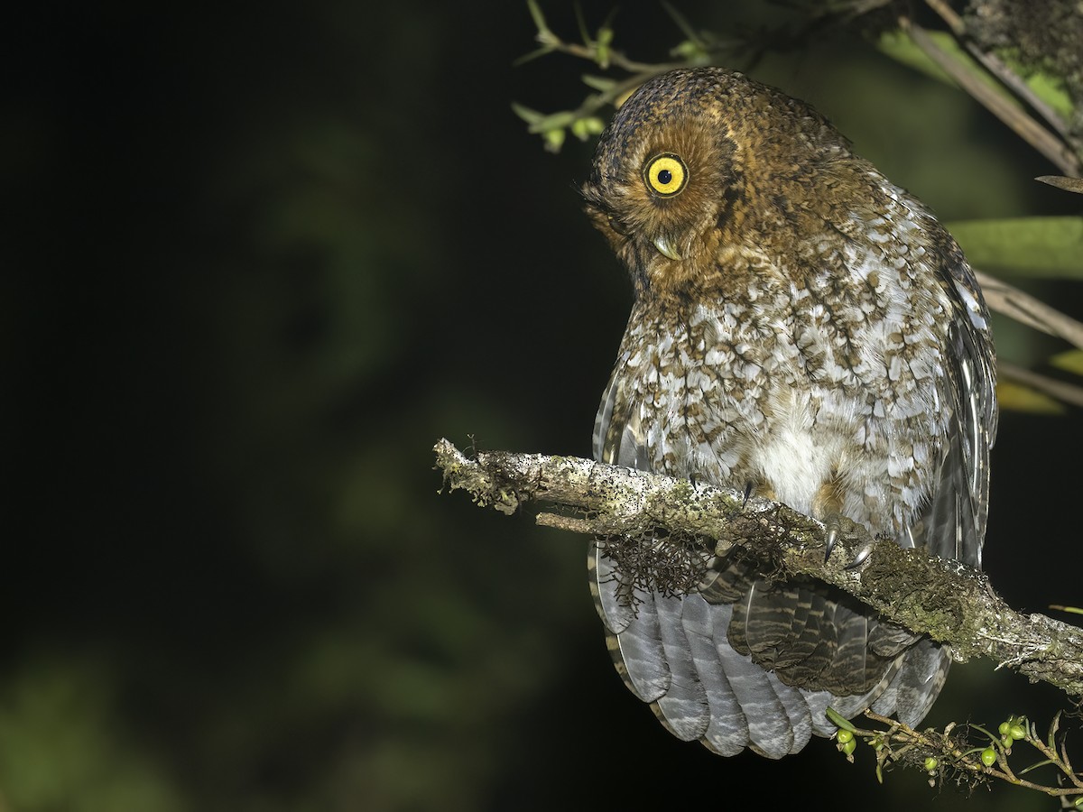 Bare-shanked Screech-Owl - ML547200701